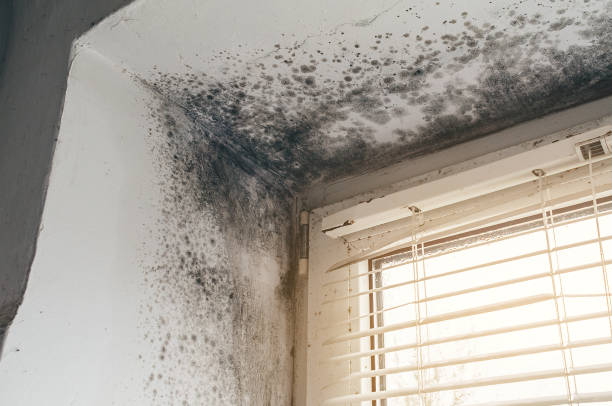 Affordable Mold Removal solutions in Olivia, NC